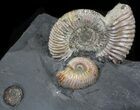 Iridescent Ammonite Fossils Mounted In Shale - x #38219-2